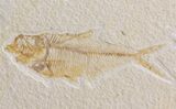Bargain Diplomystus & Knightia Fossil Fish Plate - Wyoming #39438-1